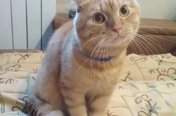 Найден домашний рыжий кот в Челябинске