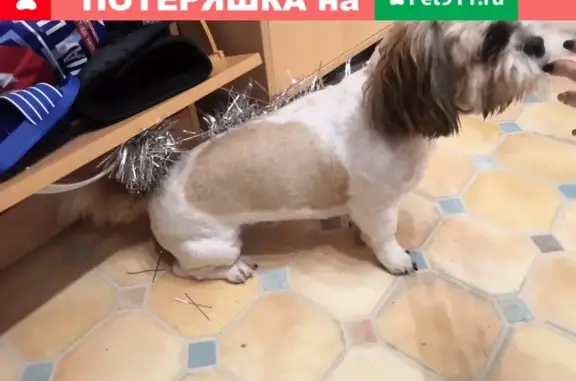 Найденные животные Тюмень, фото: Найден дружелюбный кобель с ошейником в Тюмени