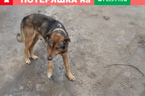 Собака найдена на пр. Шереметевском, Иваново