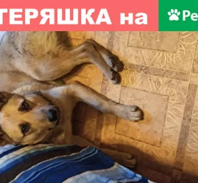 Найден щенок в метро Москвы, ищем новый дом