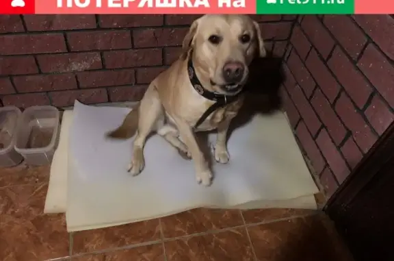 Потерянные животные Тамбов, фото: Пропала лабрадор в Тамбове, Радужный район
