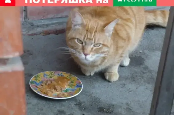 Найден рыжий кот в Казани.
