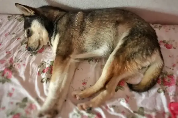 Собака найдена в Краснодаре, ул. Автолюбителей.