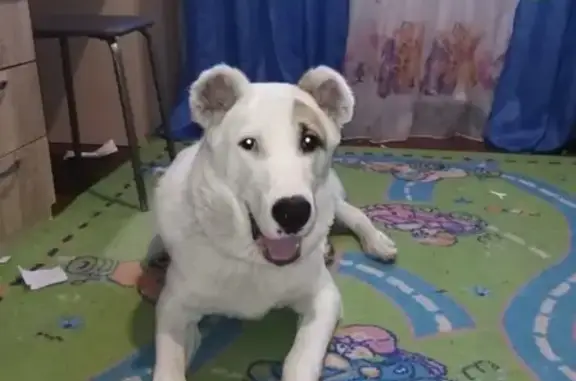 Пропала собака Алабай, белый, с пятном на глазу в 84-м квартале, Иркутская область