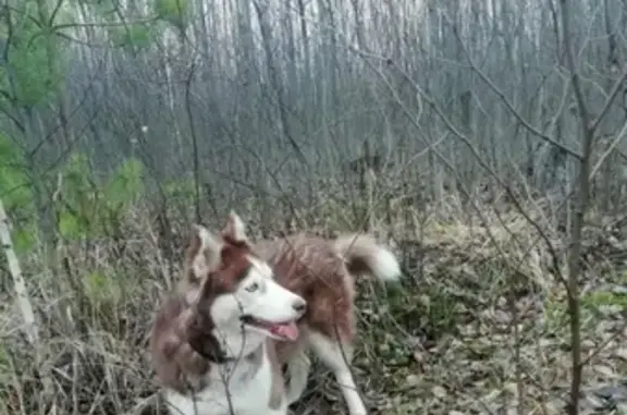 Пропала собака Сибирский хаски в Ликино-Дулёво