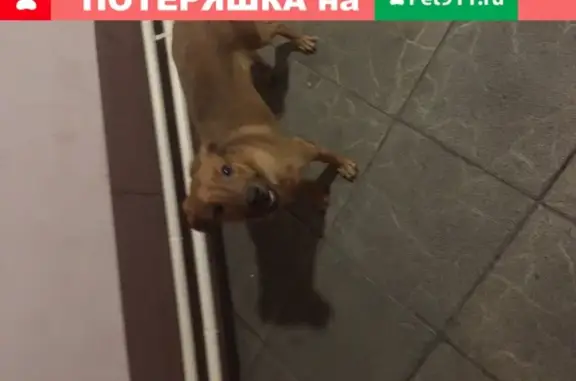 Собака найдена на ул. Серебряный Бор, 19А в Кемерово