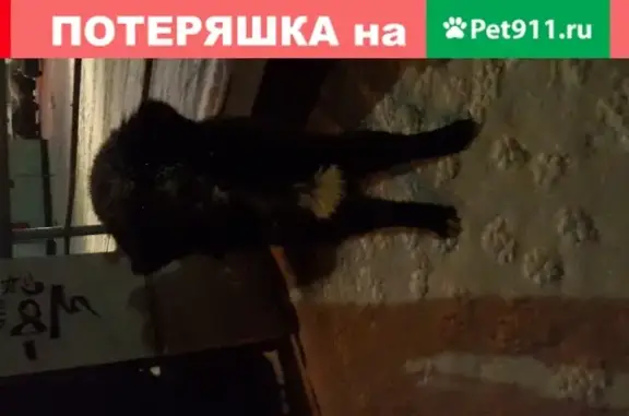 Найдена собака возле трк Родник на улице Труда
