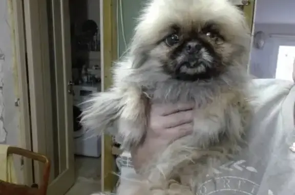 Найдена собака в Севастополе, район Матюшенко - королевский пекинес, девочка.