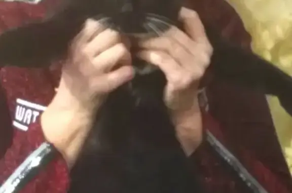 Кошки потеряшки, Тамбов, фото: Потеряшка кошка в Тамбове