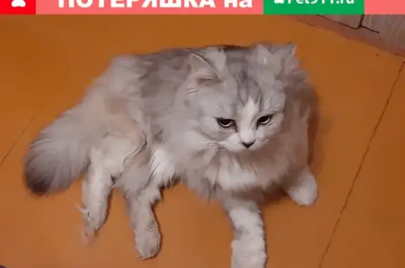 Найдена кошка на Лескова, Нижний Новгород