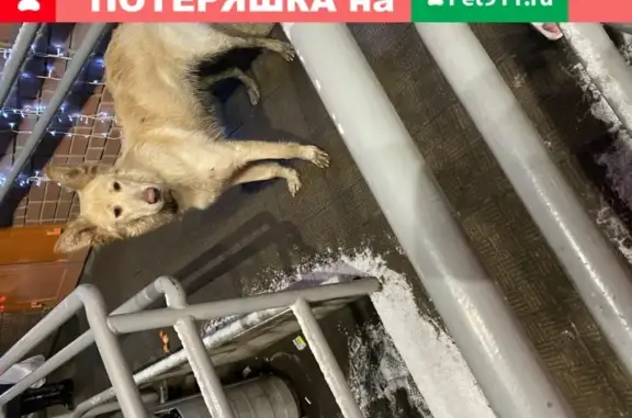 Найдена собака возле магазина в Чехове