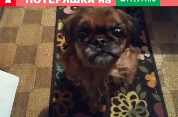 Собака найдена в Краснооктябрьском районе, ищет хозяев.