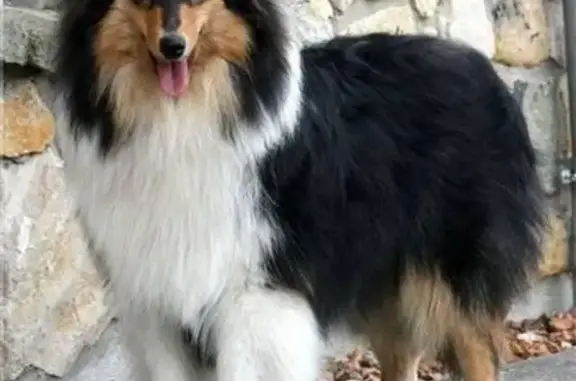 Собаки потеряшки, Волгоград, фото: Потеряшка собака породы колли в Волгограде