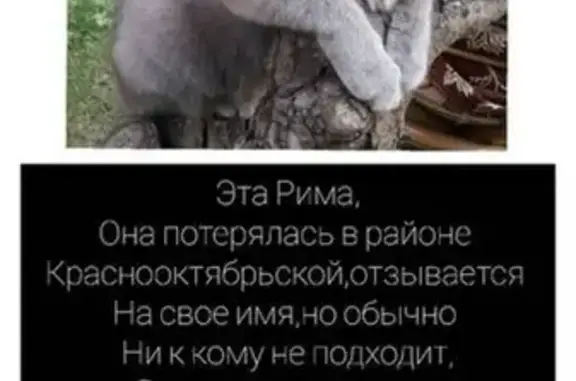 Кошки потеряшки, Майкоп, фото: Потеряшка кошка Рима в районе Краснооктябрьской