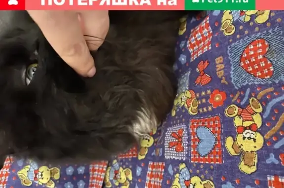 Найдена кошка на парковке магазина Виктория в Калининграде