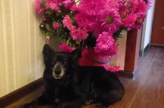 Собаки потеряшки, Омск, фото: Потеряшка собака на Космическом проспекте, Омск