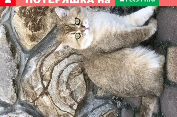 Пропала кошка в Белгородской области, пос. Дубовое.