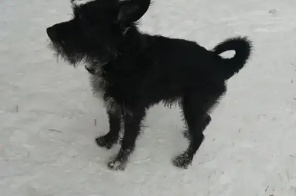 Найдена собака на Черноисточинском шоссе, дом 35