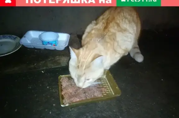 Найден домашний кот на ул. Декабристов, 32!