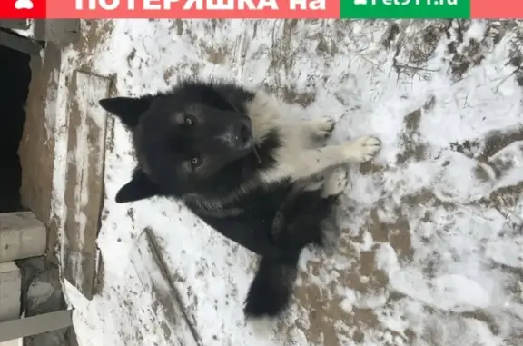 Пропала собака в Беляниново, Московская обл.