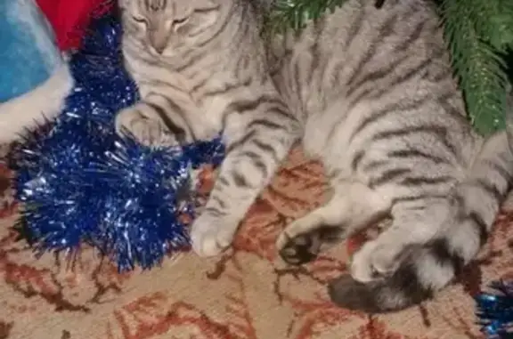 Кошки потеряшки, Санкт-Петербург, фото: Потеряшка кошка в Петергофе, территория Марьино (СПб)