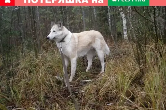 Пропала собака Эльма в Кудымкаре, Пермский край