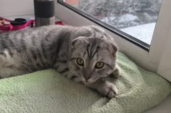 Кошки потеряшки, Санкт-Петербург, фото: Потеряшка кошка в Петергофе, Вислоухий шотландец, 9 мес.