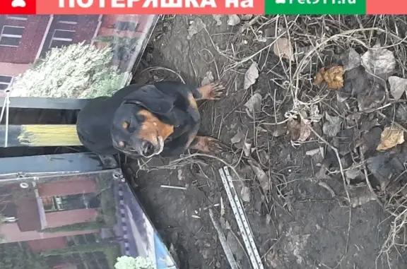 Собака на углу Нансена-Шеболдаева, Ростов-на-Дону