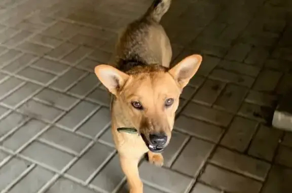 Найдена собака в Ростове, Омская ул.