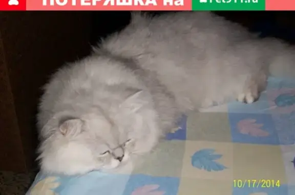 Пропала персидская кошка Миша на ул. Г. Сталинграда в Симферополе