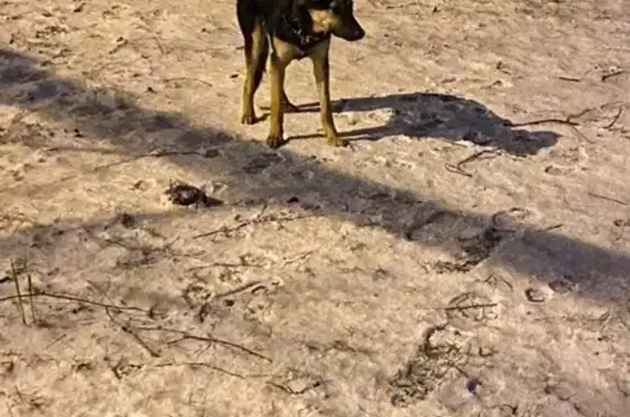 Найден щенок метис овчарки в Королеве, Московская область
