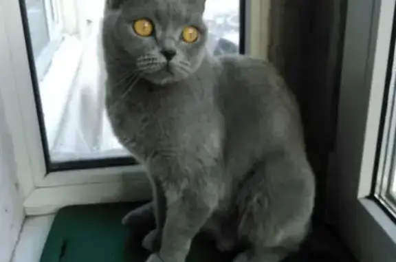 Найдена воспитанная кошка в Москве
