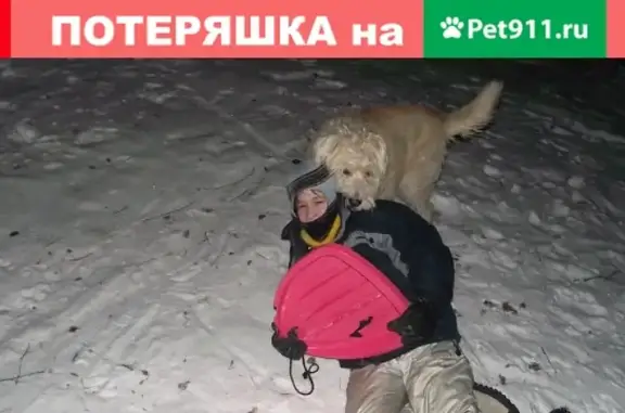 Пропала собака Лекса в Новосибирске