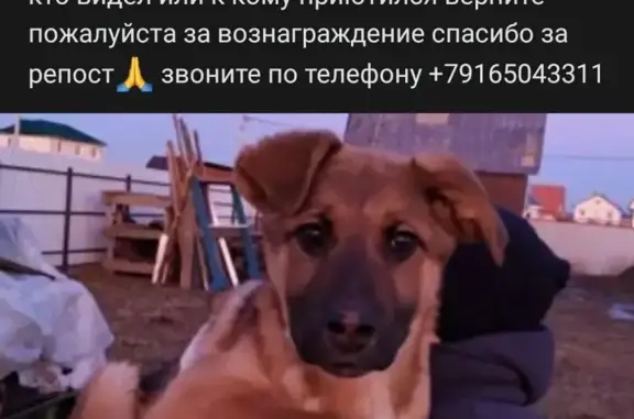 Пропала собака на улице Сосновая, Раменское, вознаграждение
