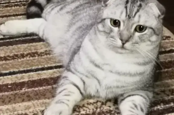 Кошки потеряшки, Санкт-Петербург, фото: Потеряшка кошка Вислоухий шотландец в СПб, Петергоф, территория Марьино, 58