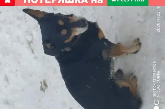 Найдена собака возле дома Лазо25 в Томске