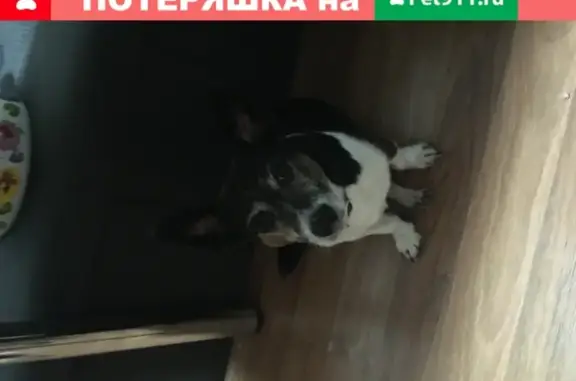 Найден пёс на улице Хользунова, Воронеж
