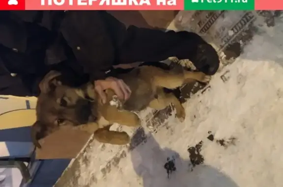 Найден щенок с ошейником на ул. Фрунзе, Нижний Тагил