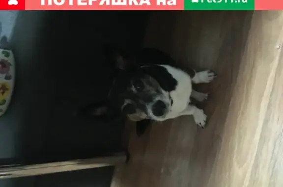 Найден пёс на ул. Хользунова (Воронеж) с синим ошейником
