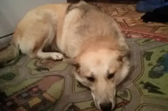 Собаки потеряшки, Нижний Новгород, фото: Потеряшка собака на Курортной улице