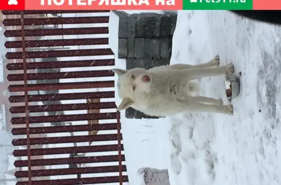 Хаски ищет дом: найдена добрая собака в деревне Черемисское