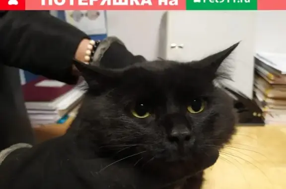 Найден черный кот на Проспекте Просвещения, 68к1
