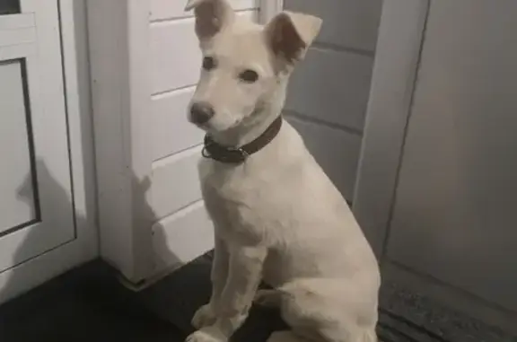 Найдена собака в деревне Сергеево, Ярославская область