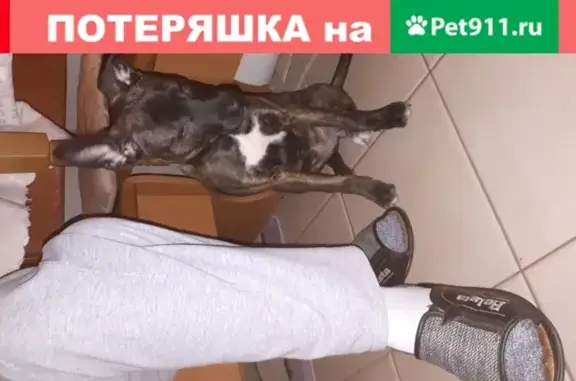 Найдена кошка на пр. Героев Сталинграда в Севастополе