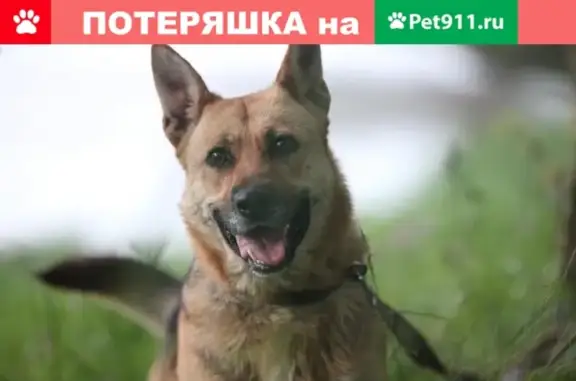 Пропала собака в Истринском районе, Московская область