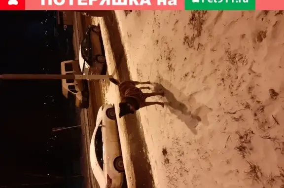 Найдена собака на Изюмской, 61 к 1, Москва