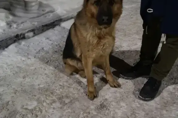 Найденные животные Тюмень, фото: Найдена сучка Немецкой овчарки в Тюмени, адрес: Червишевский тракт, 94