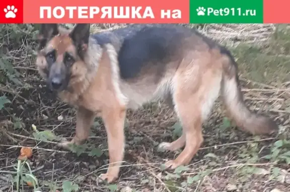Пропала собака Геля в Михайловске, ул Гражданская 19