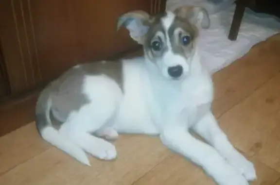 Найдена собака Стелла, Иваново, отдадим ответственным