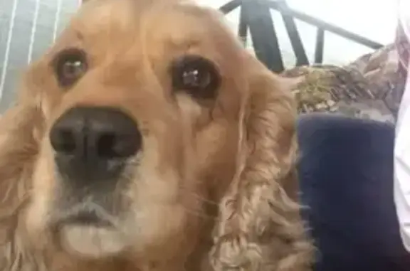 Собаки потеряшки, Нижний Новгород, фото: Потеряшка собака на улице Тихая в Нижнем Новгороде